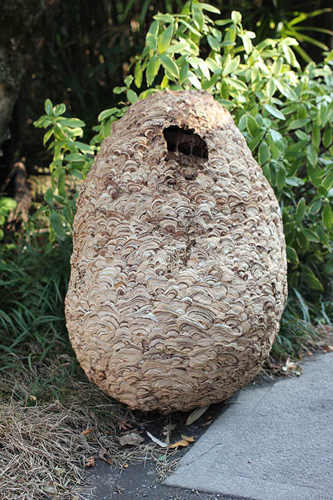 スズメバチの巣 スズメバチの巣