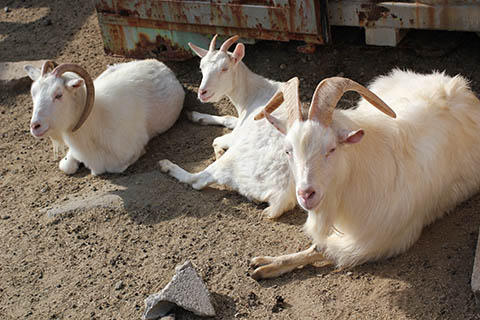 サムラゴウチ問題