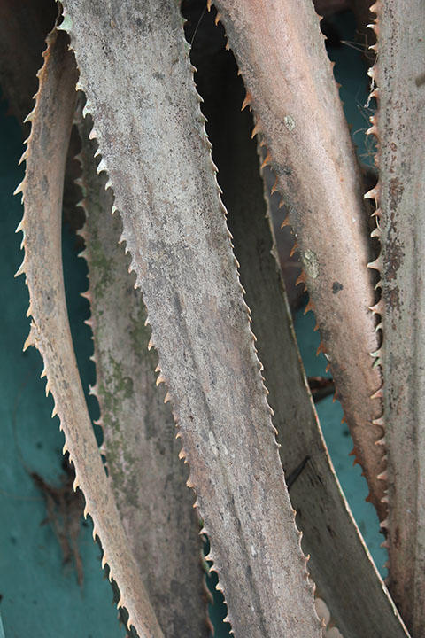 ワシントンヤシ ワシントンヤシ