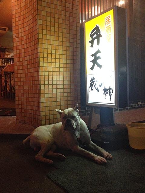 優しくて、フテくされた犬くん