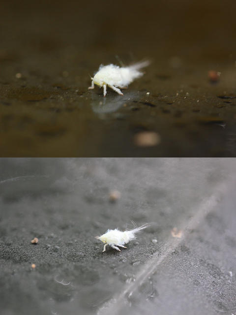 ユキムシの幼虫？