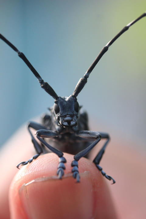 ゴマダラカミキリ〜虫自慢が多極分散型社会を作る