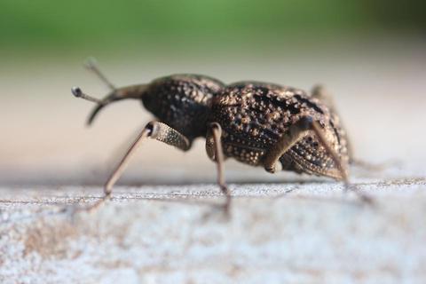 オオゾウムシ〜虫自慢が多極分散型社会を作る