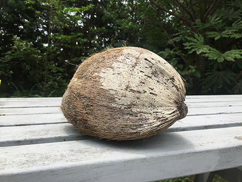 亀パトロールでヤシの実ゲット