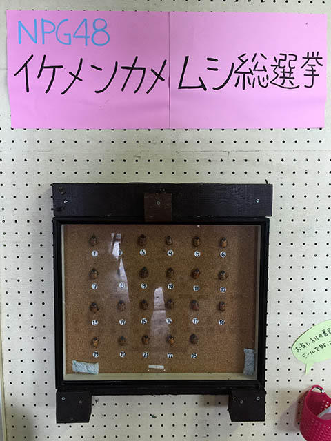NPG48イケメンカメムシ総選挙