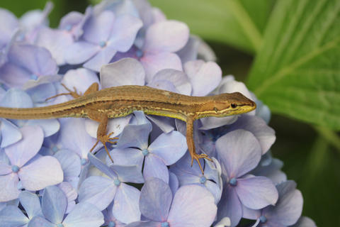 カナヘビ君と紫陽花