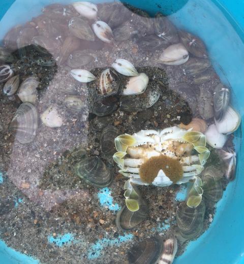 ガトリングの次はカイホリング ガトリングの次はカイホリング