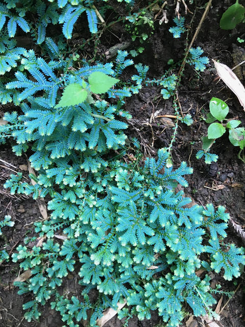 シダ植物の一種