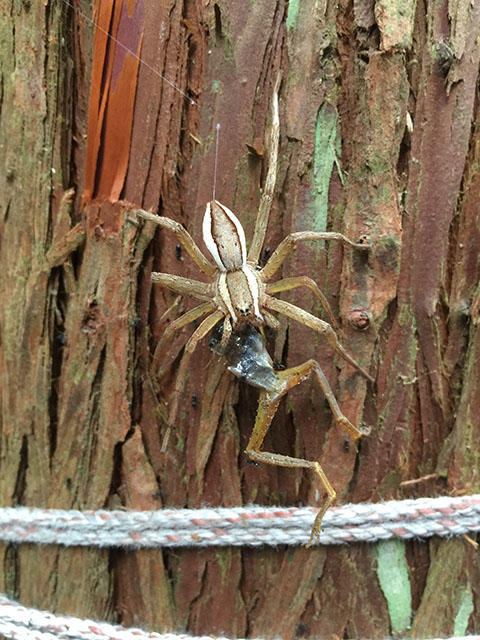 イオウイロハシリグモVSアマガエル