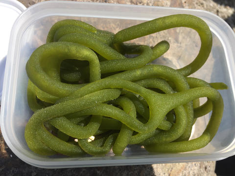 不思議な場所で拾った生物! 不思議な場所で拾った生物!