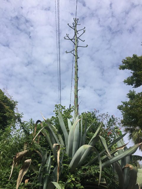 リュウゼツランの花 リュウゼツランの花