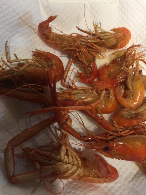 ダンマエビ ダンマエビ