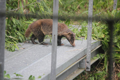 アナグマくん現る アナグマくん現る