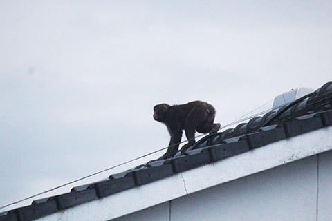 猿がやってきました・・・