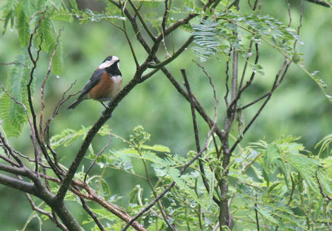 Free as a bird Free as a bird