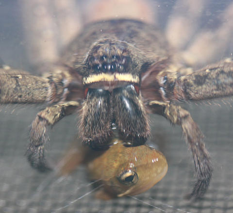 アシダカグモ vs アマガエル(閲覧注意) アシダカグモ vs アマガエル(閲覧注意)