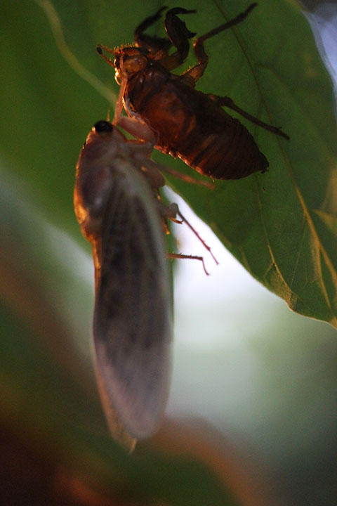 セミの羽化 セミの羽化