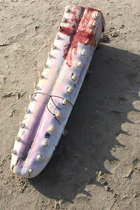 マッコウクジラ