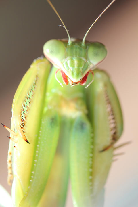 カマキリくんの撮影会 カマキリくんの撮影会