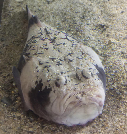 オヤシラズ・・・