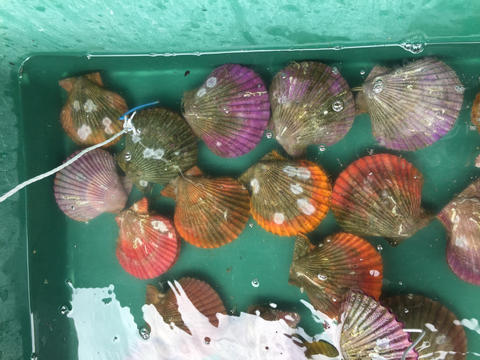 阿久根　うずしお館