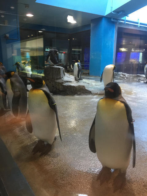長崎ペンギン水族館