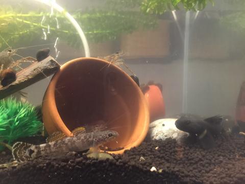 テナガエビ・ウキゴリ・チチブ