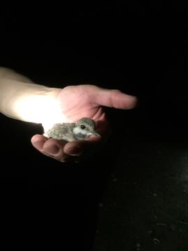 シロチドリのヒナ