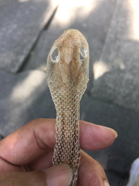ヌケガラ ヌケガラ
