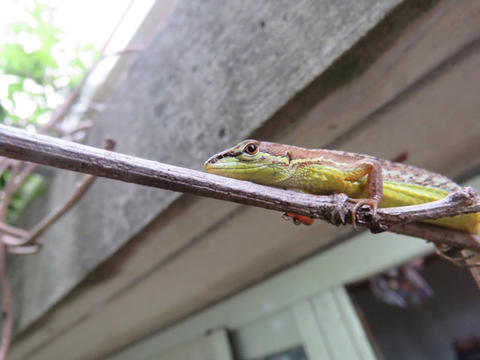 カナヘビ君と藤の枝