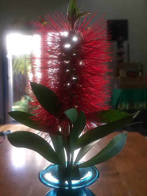 ブラシの木、満開