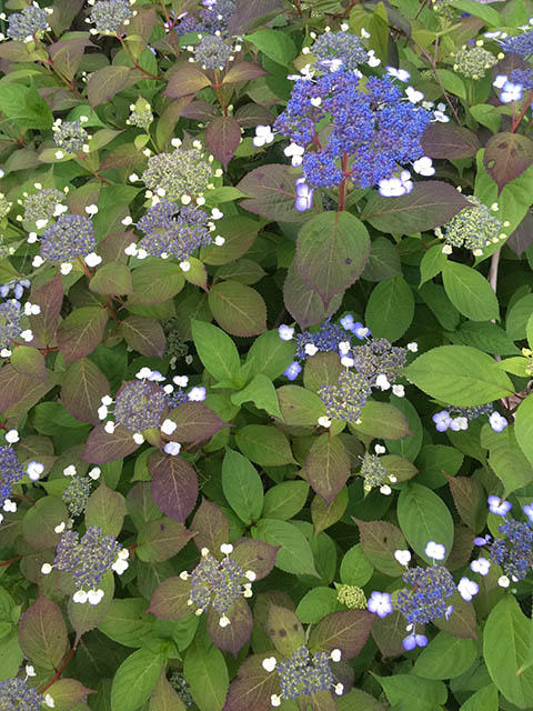 音楽のこと 音楽のこと