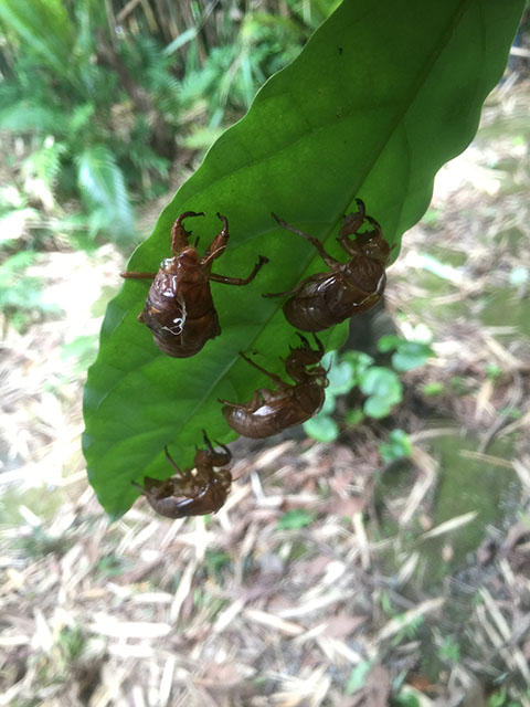 セミの季節です