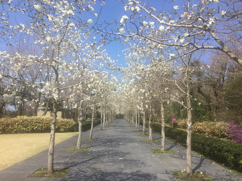 鹿児島グラフィックデザインの歴史
