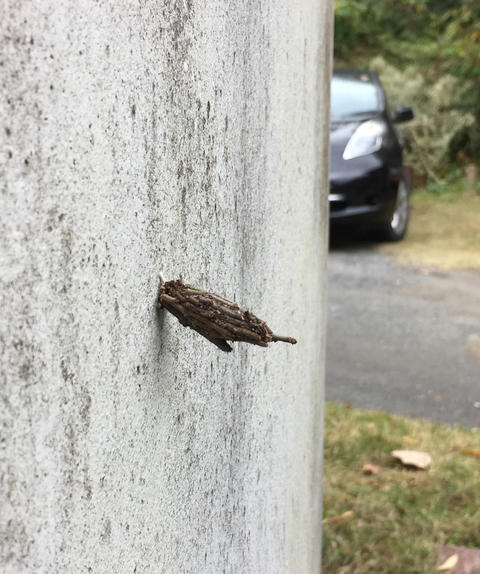 ミノムシ〜虫自慢が多極分散型社会を作る